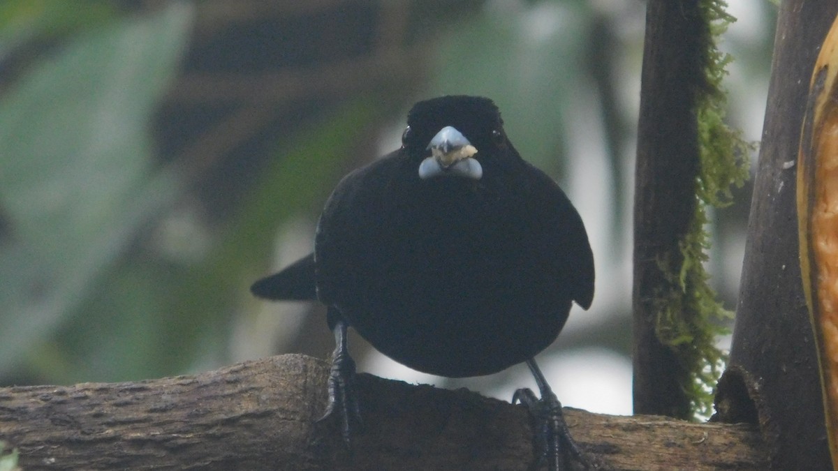 Flame-rumped Tanager - ML647035346