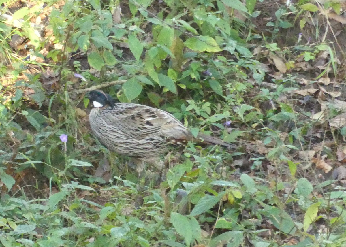 Koklass Pheasant - ML647035347