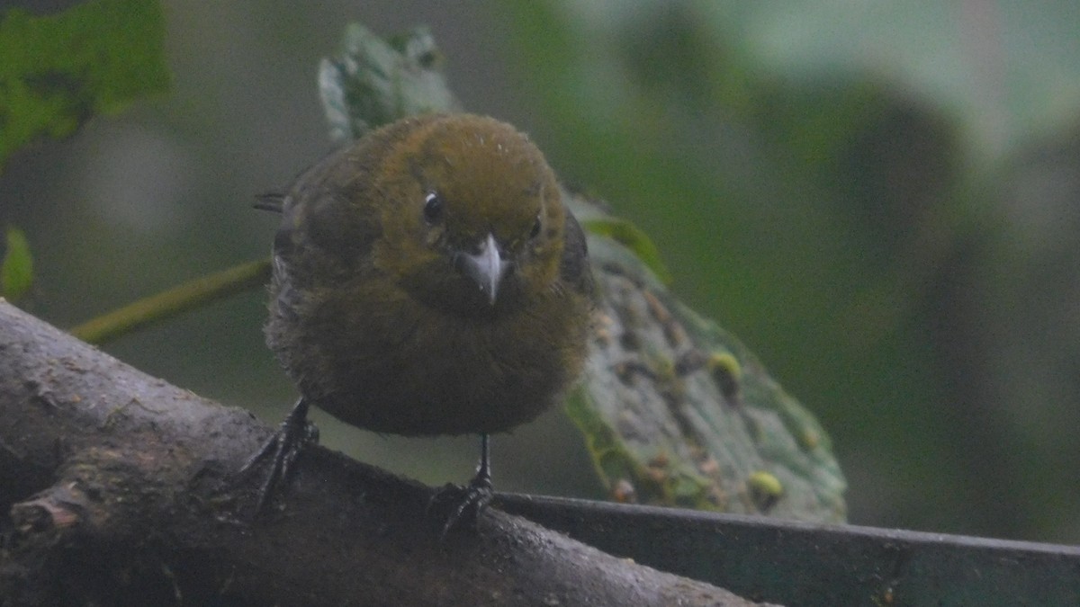 Tawny-crested Tanager - ML647035352