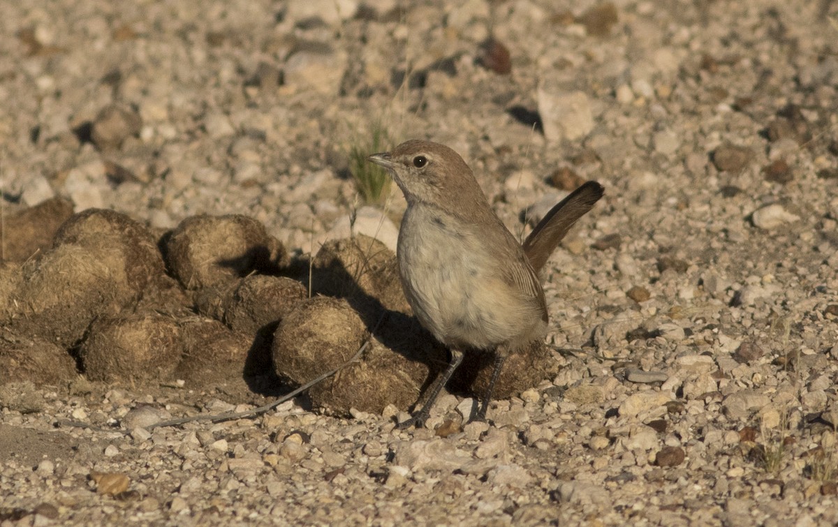 Sandy Gallito - ML647035353