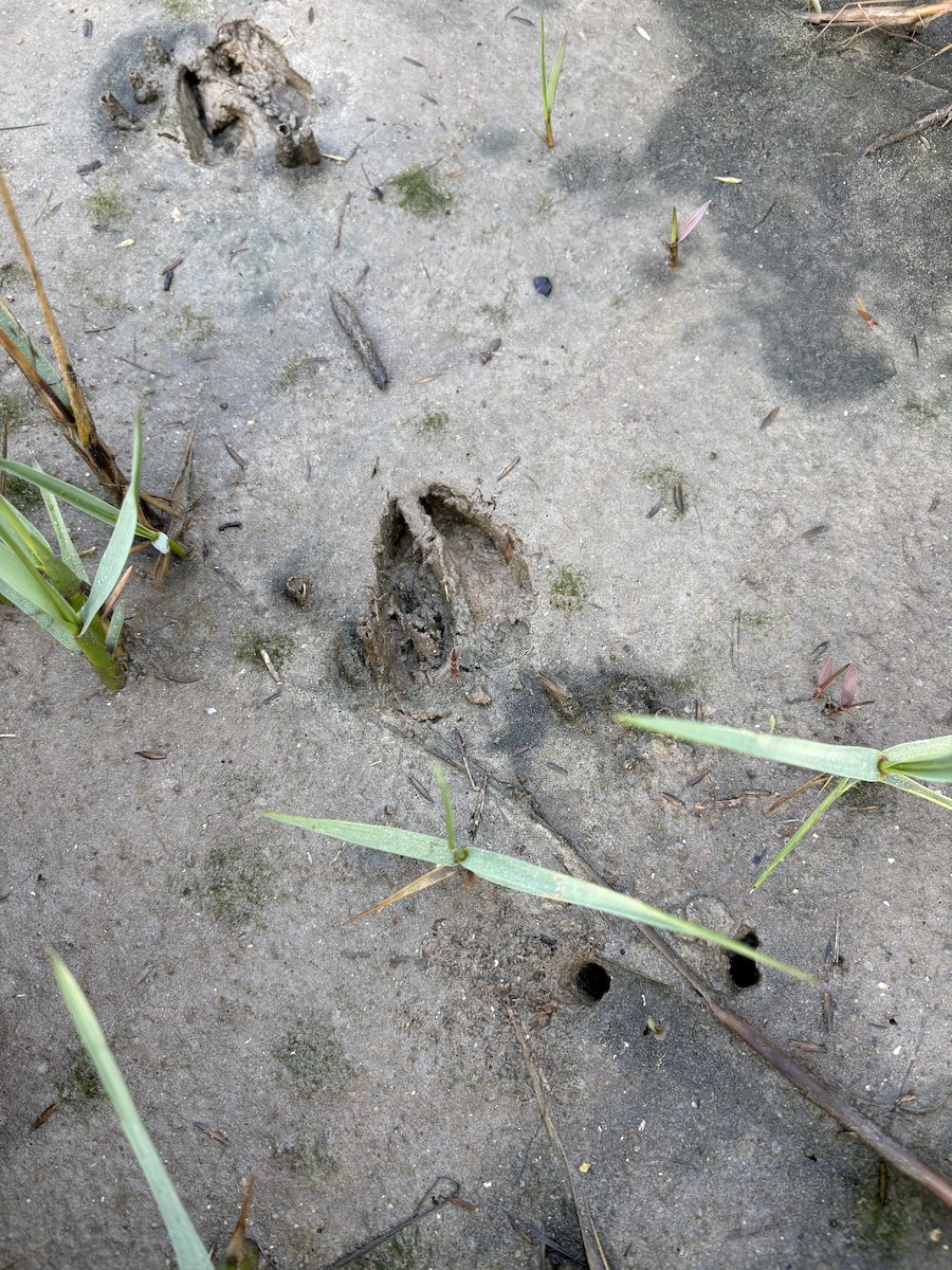 Animals - ML647035355