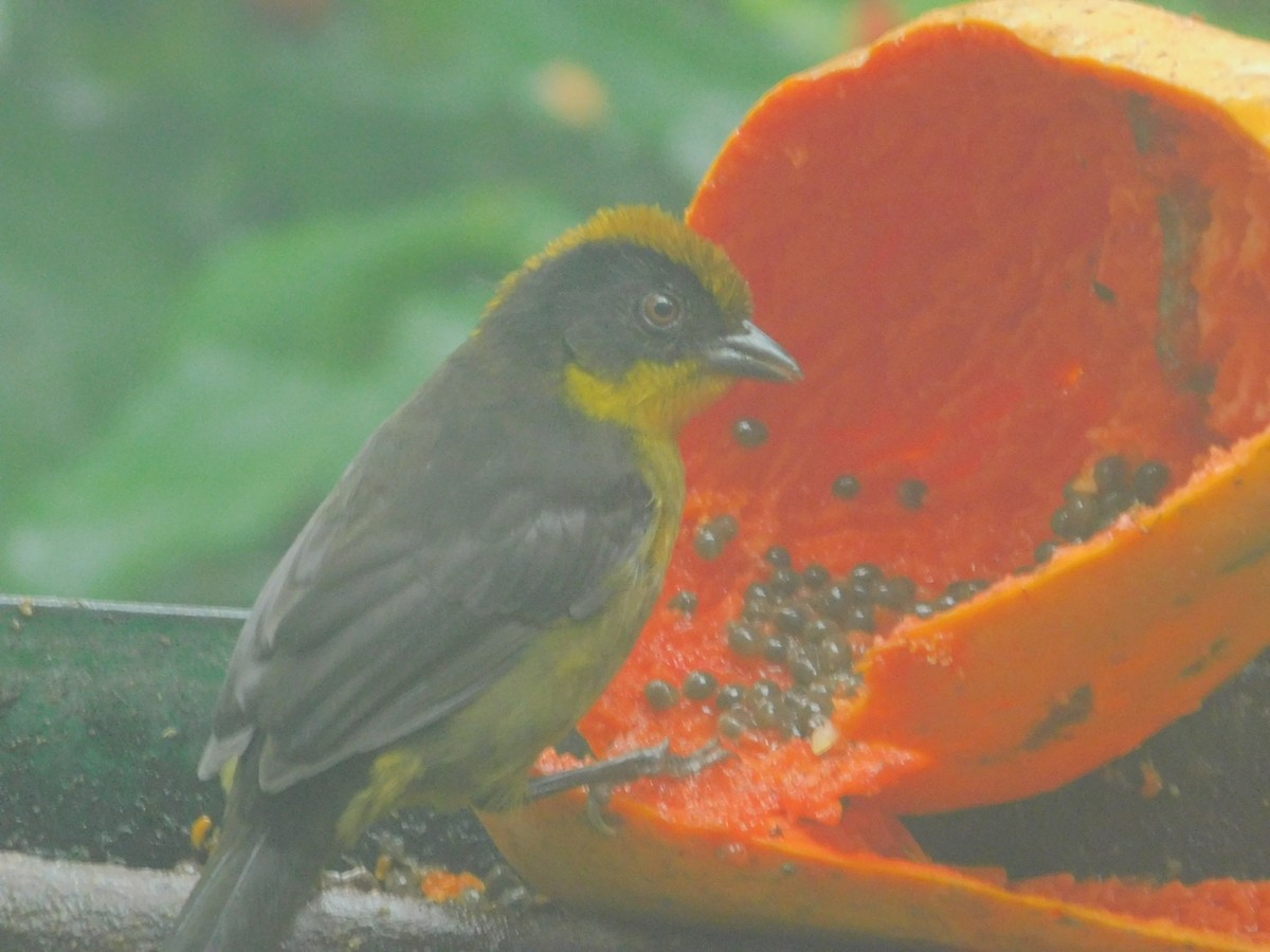 Choco Brushfinch - ML647035357