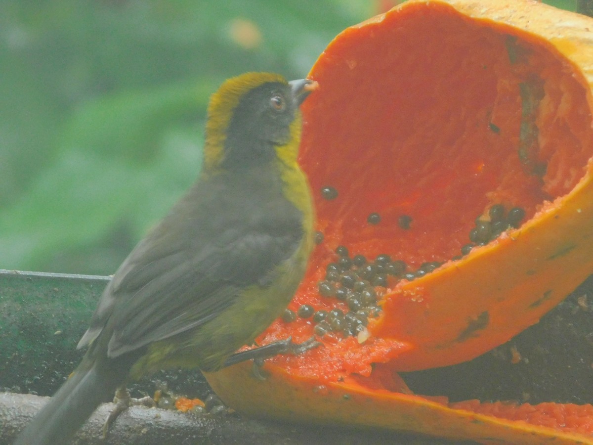 Choco Brushfinch - ML647035358