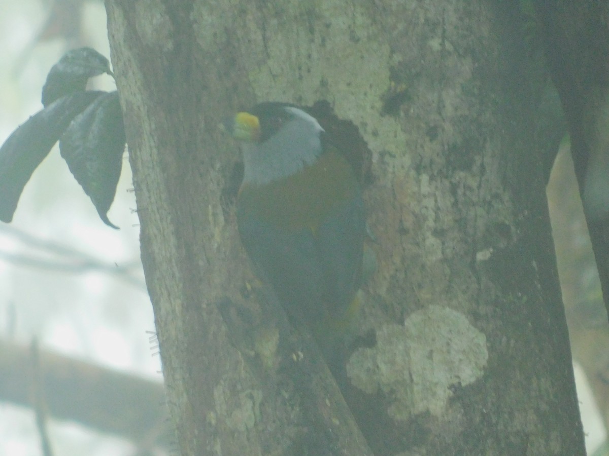 vousák andský - ML647035372