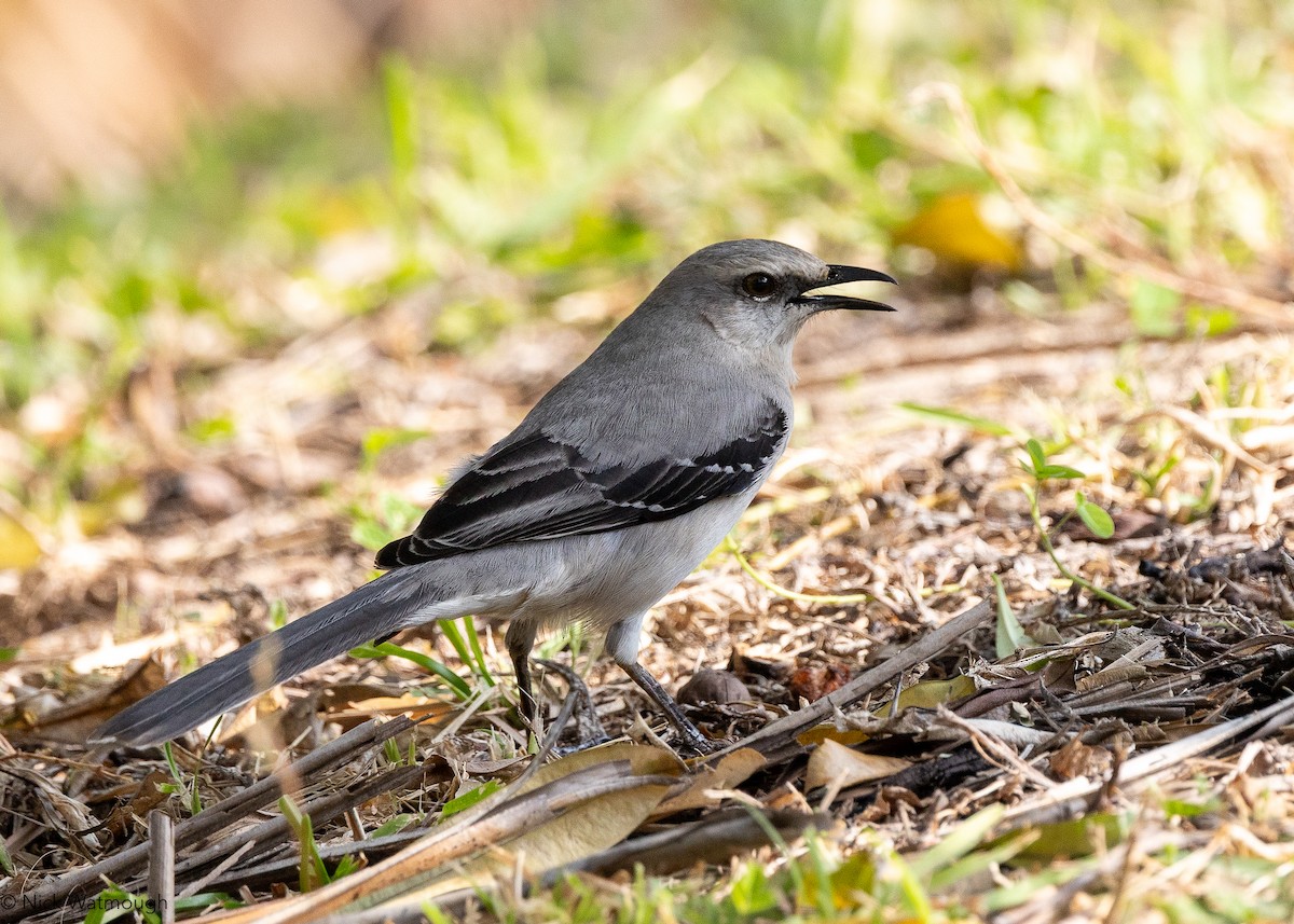 Tropikal Taklitçi - ML647035373