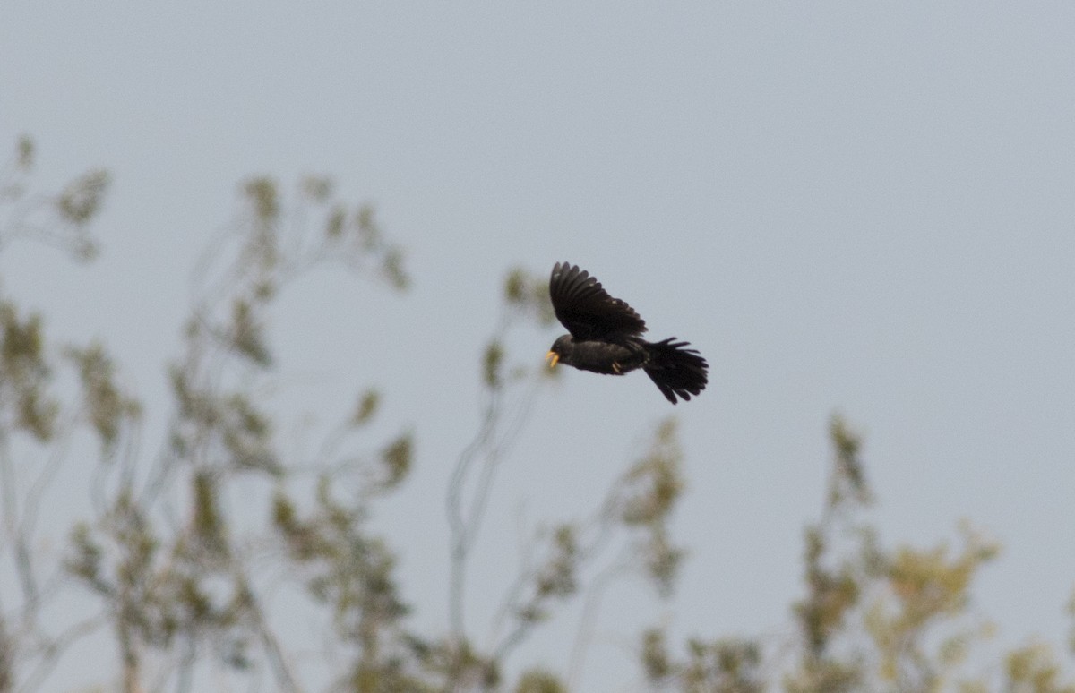 Mourning Sierra Finch - ML647035376