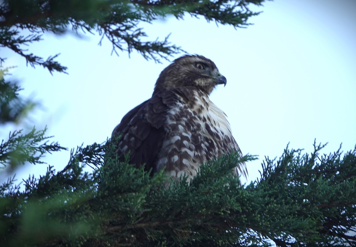 Red-tailed Hawk - ML647035378