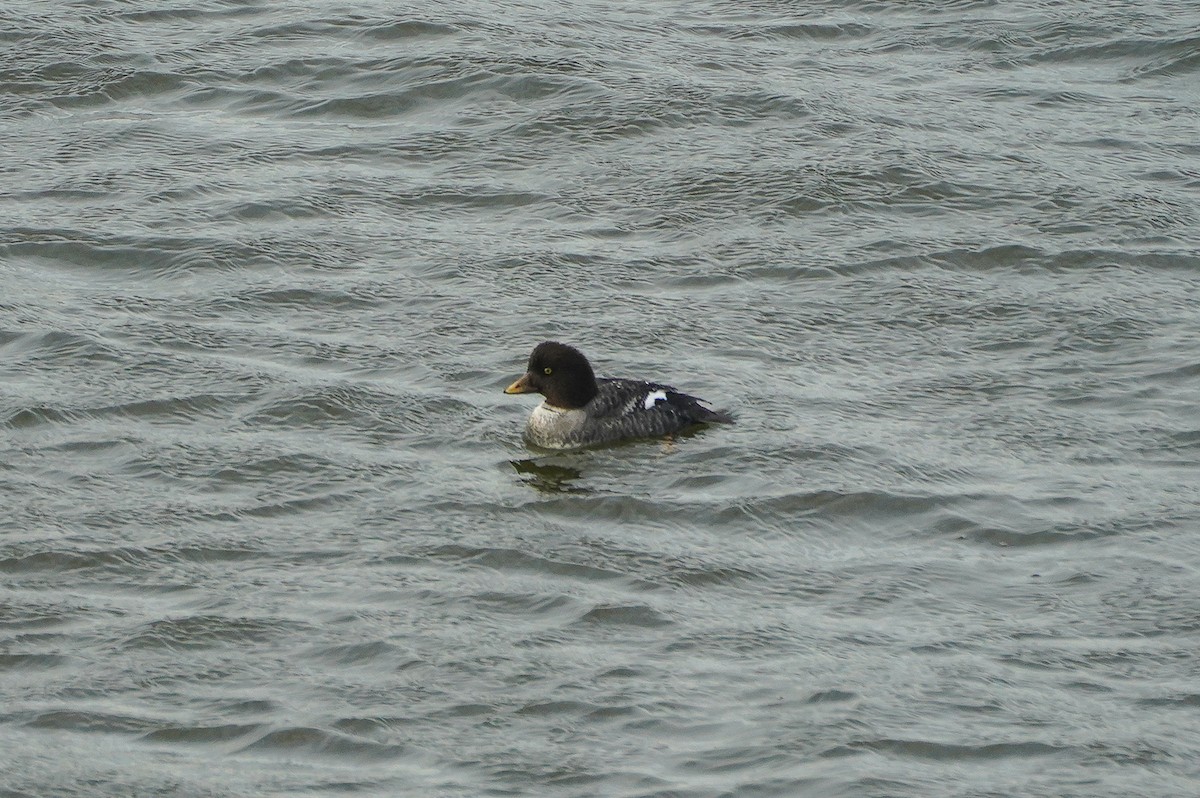 hohol islandský - ML647035383