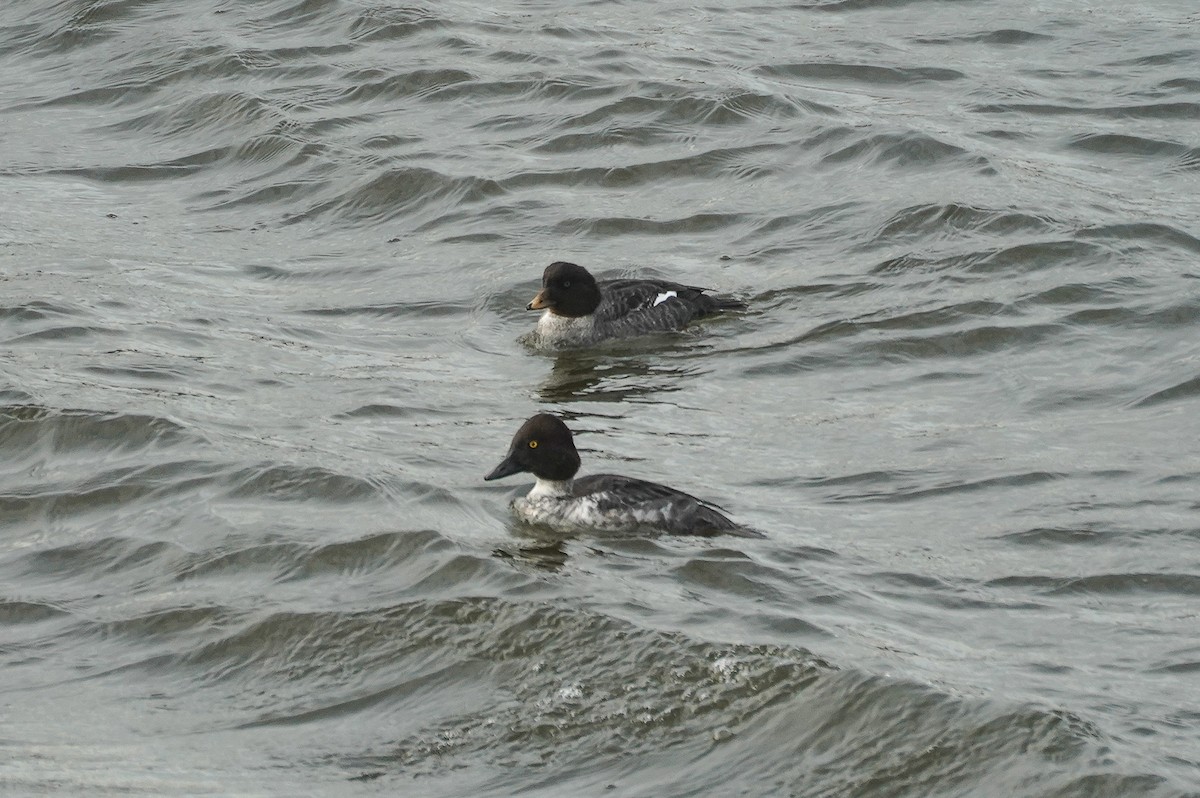 hohol islandský - ML647035387