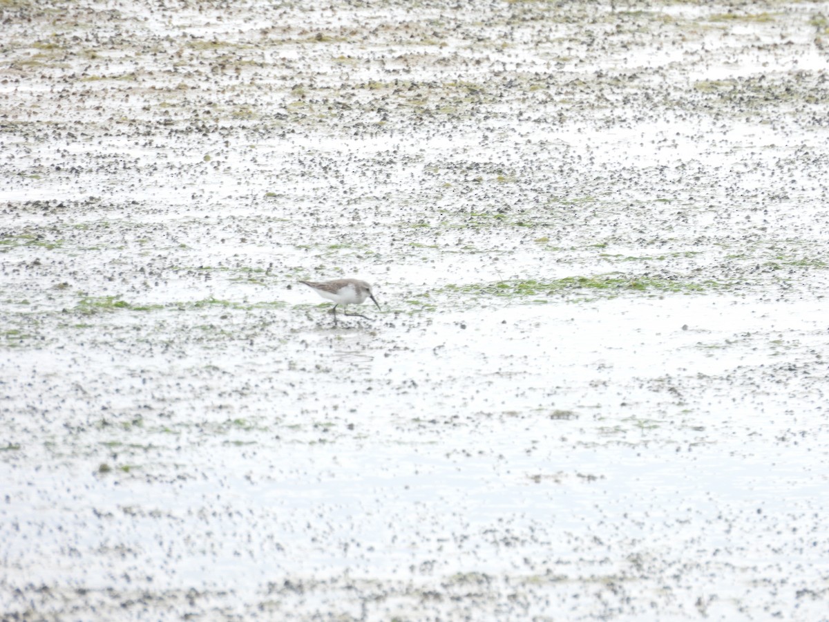 Western Sandpiper - ML647035390