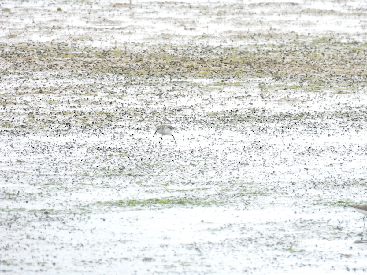 Western Sandpiper - ML647035391