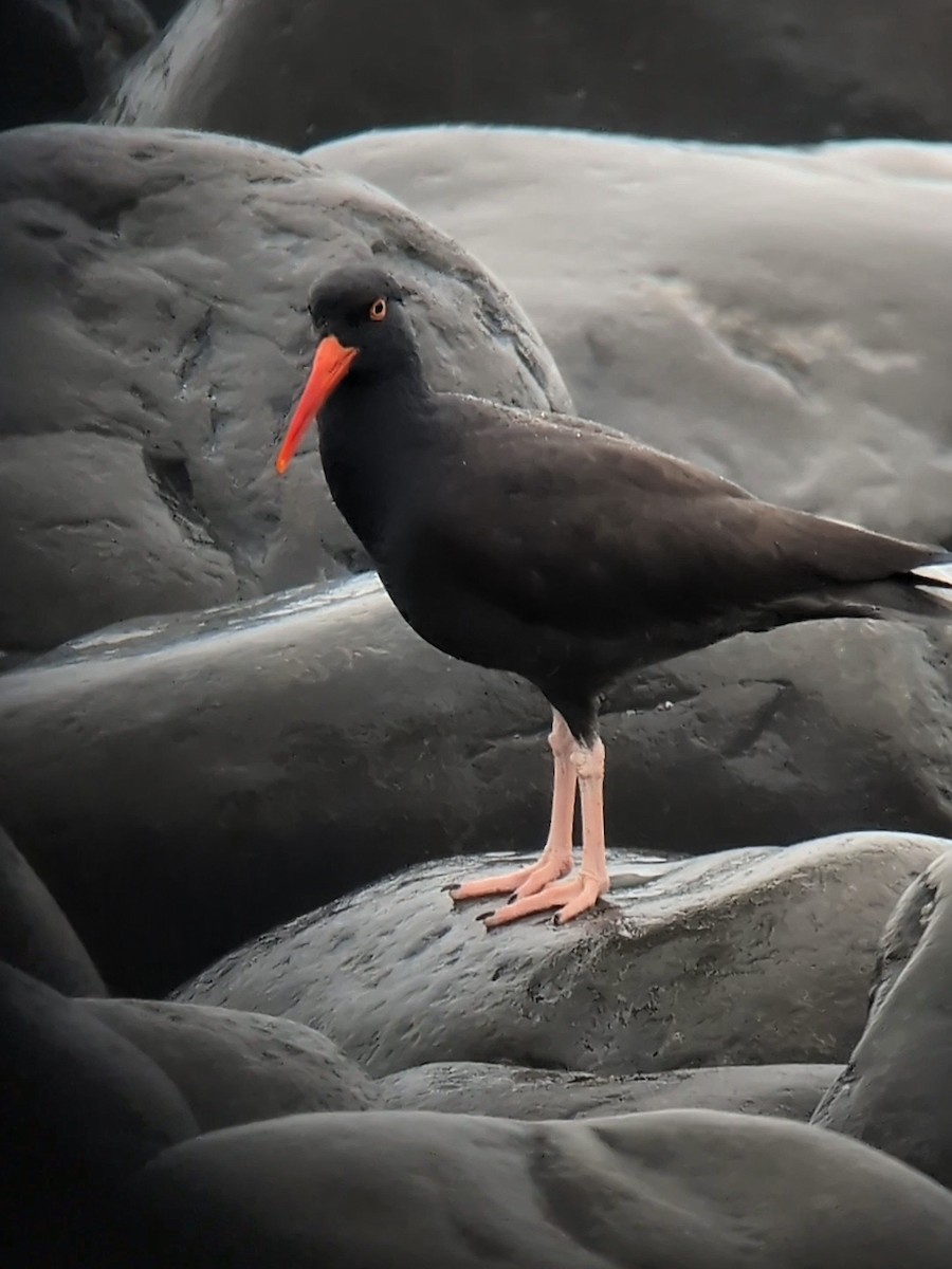 ústřičník západní - ML647035411