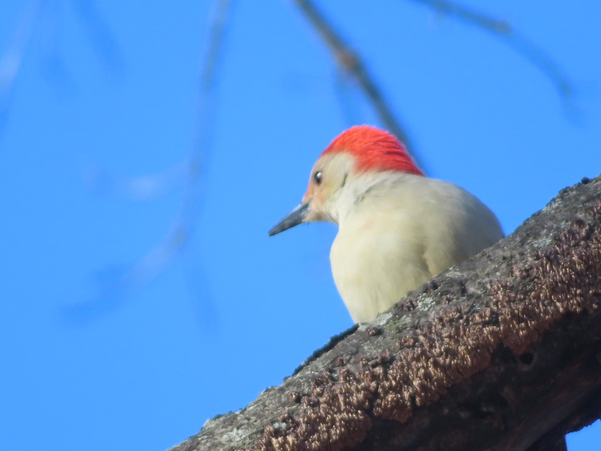 シマセゲラ - ML647035413