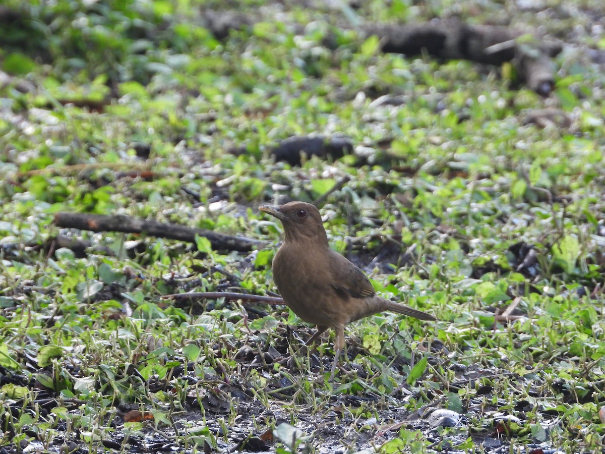 Merle fauve - ML647035414