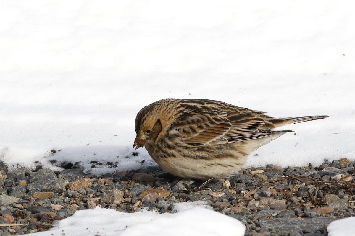 Подорожник лапландський - ML647035433