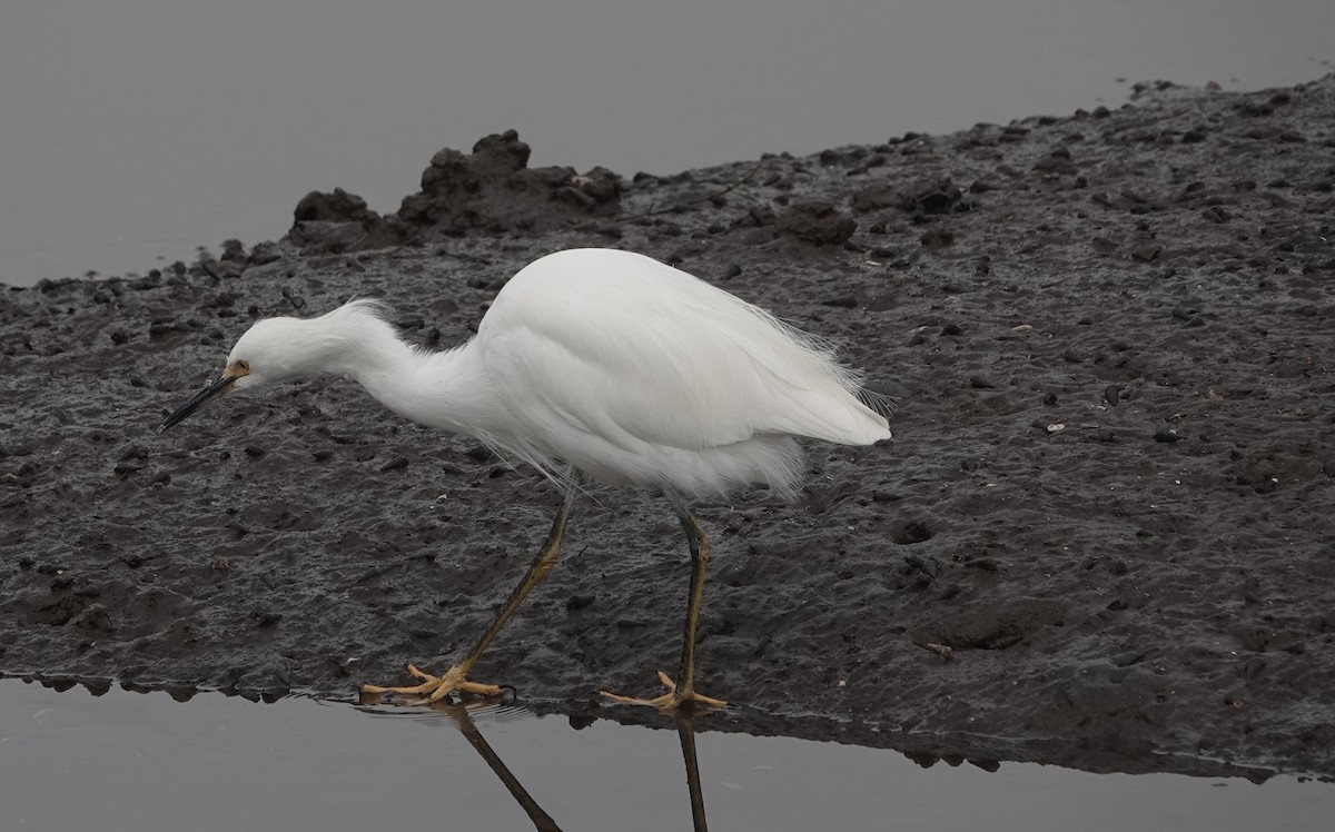 Snowy Egret - ML647035447