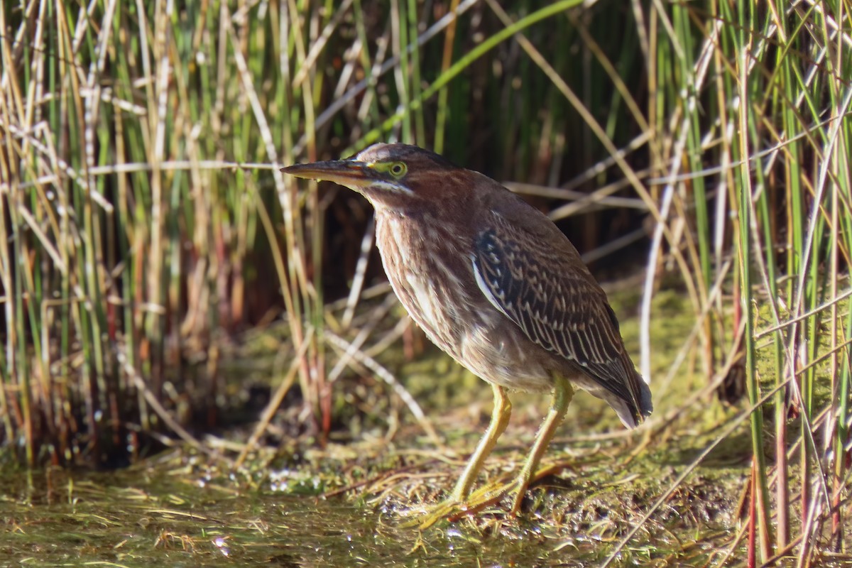 volavka zelenavá - ML647035448