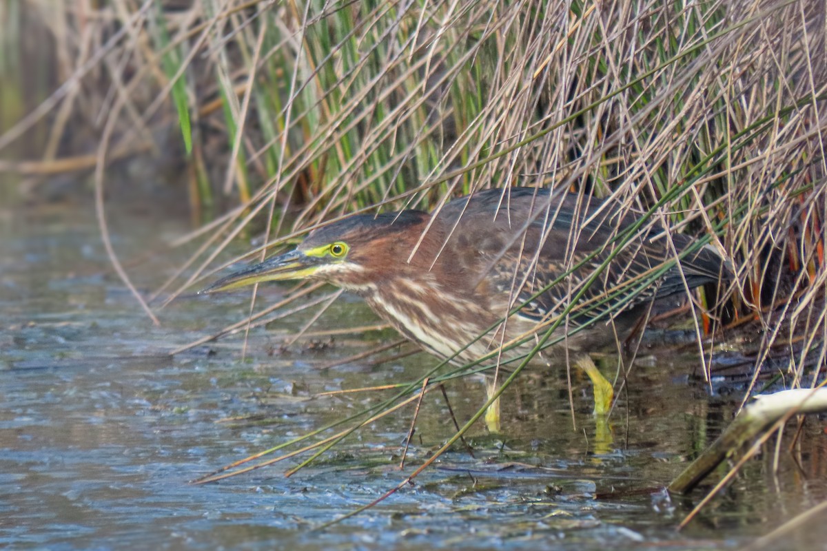 volavka zelenavá - ML647035449