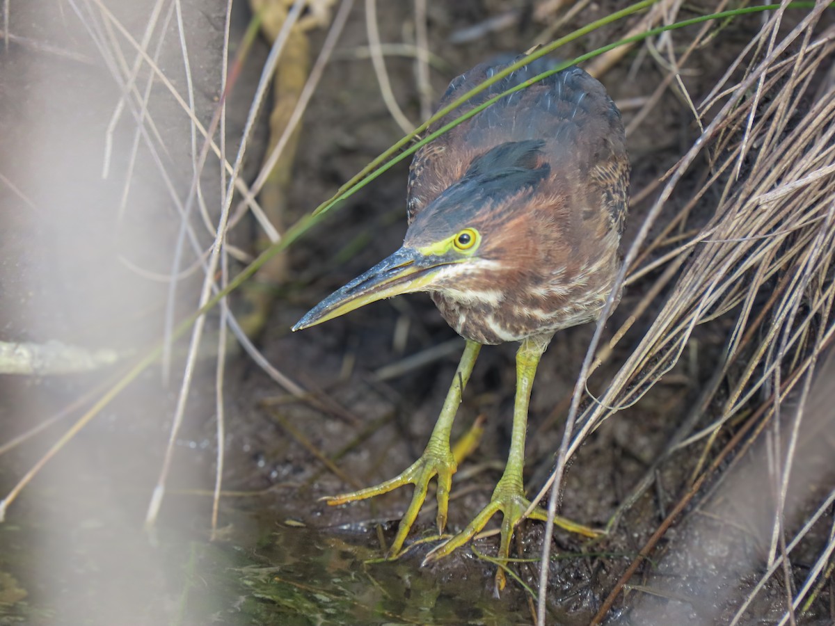 volavka zelenavá - ML647035450