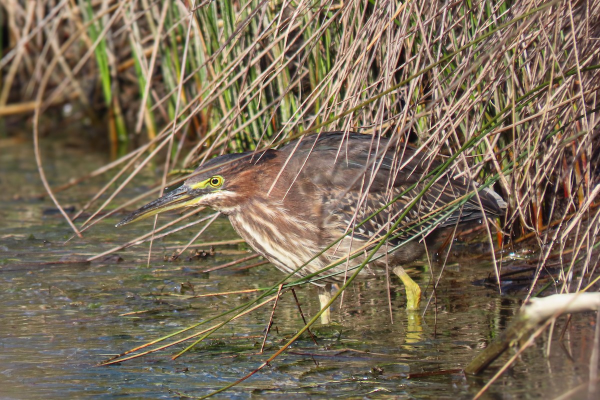 volavka zelenavá - ML647035451