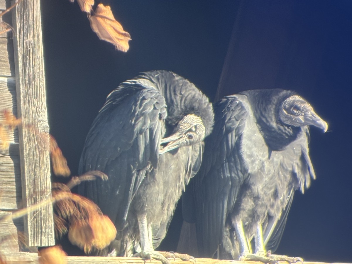 Black Vulture - ML647035469