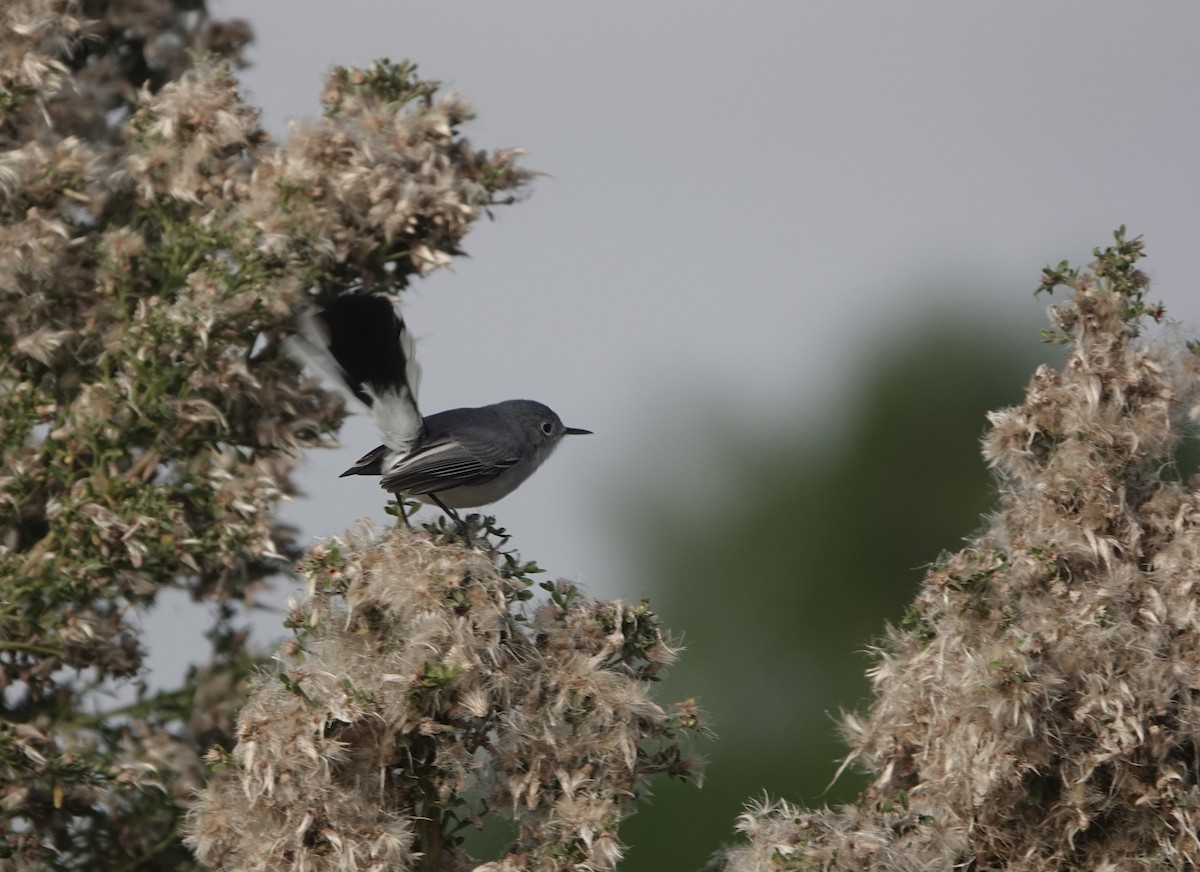 Blue-gray Gnatcatcher - ML647035472
