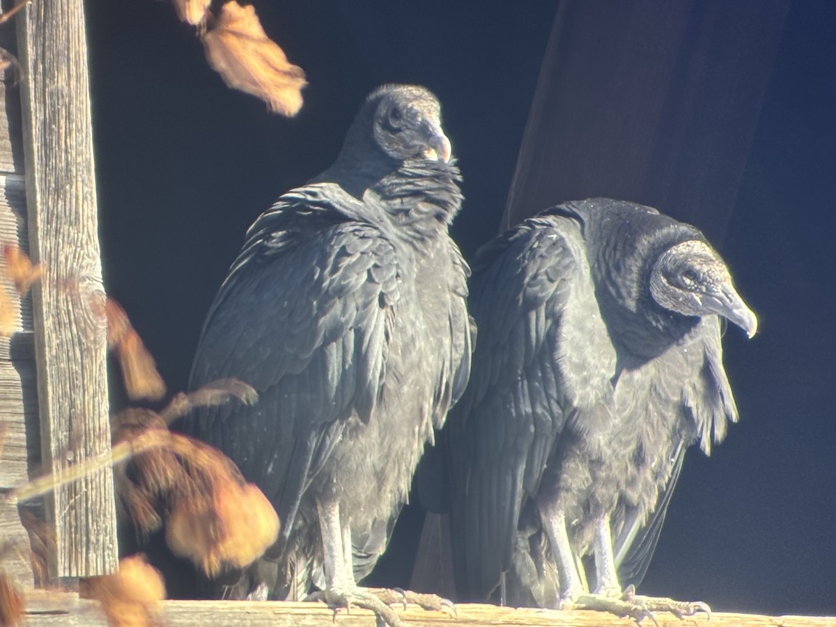 Black Vulture - ML647035473