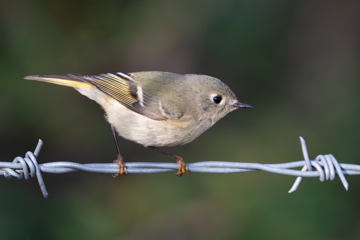Ruby-crowned Kinglet - ML647035475