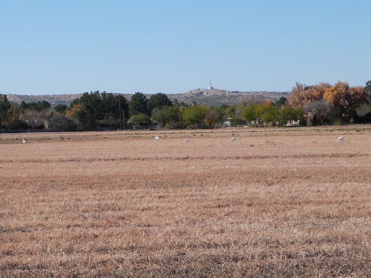 Great Egret - ML647035478