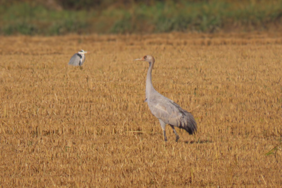 jeřáb popelavý - ML647035488