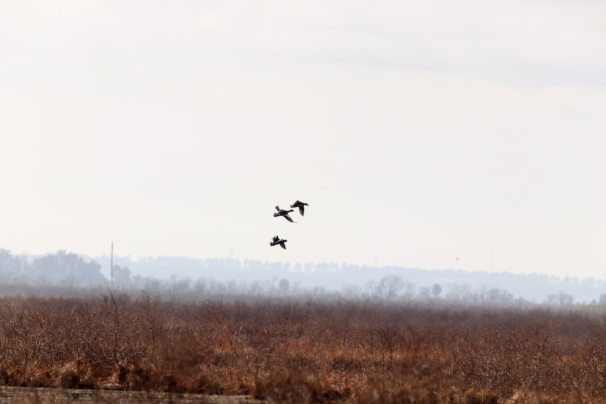 Красноклювая древесная утка - ML647035494