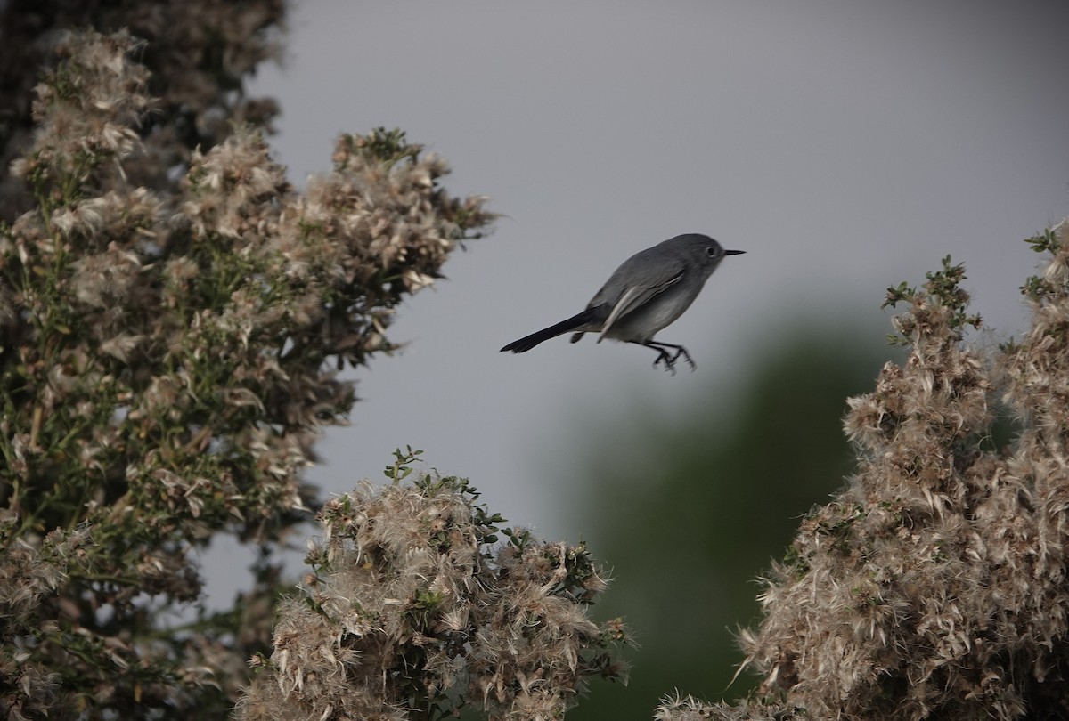 Blue-gray Gnatcatcher - ML647035504