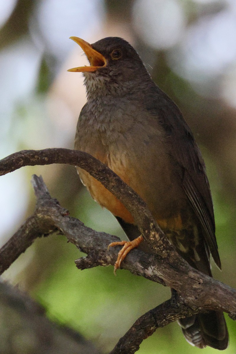 Karoo Thrush - ML647035511