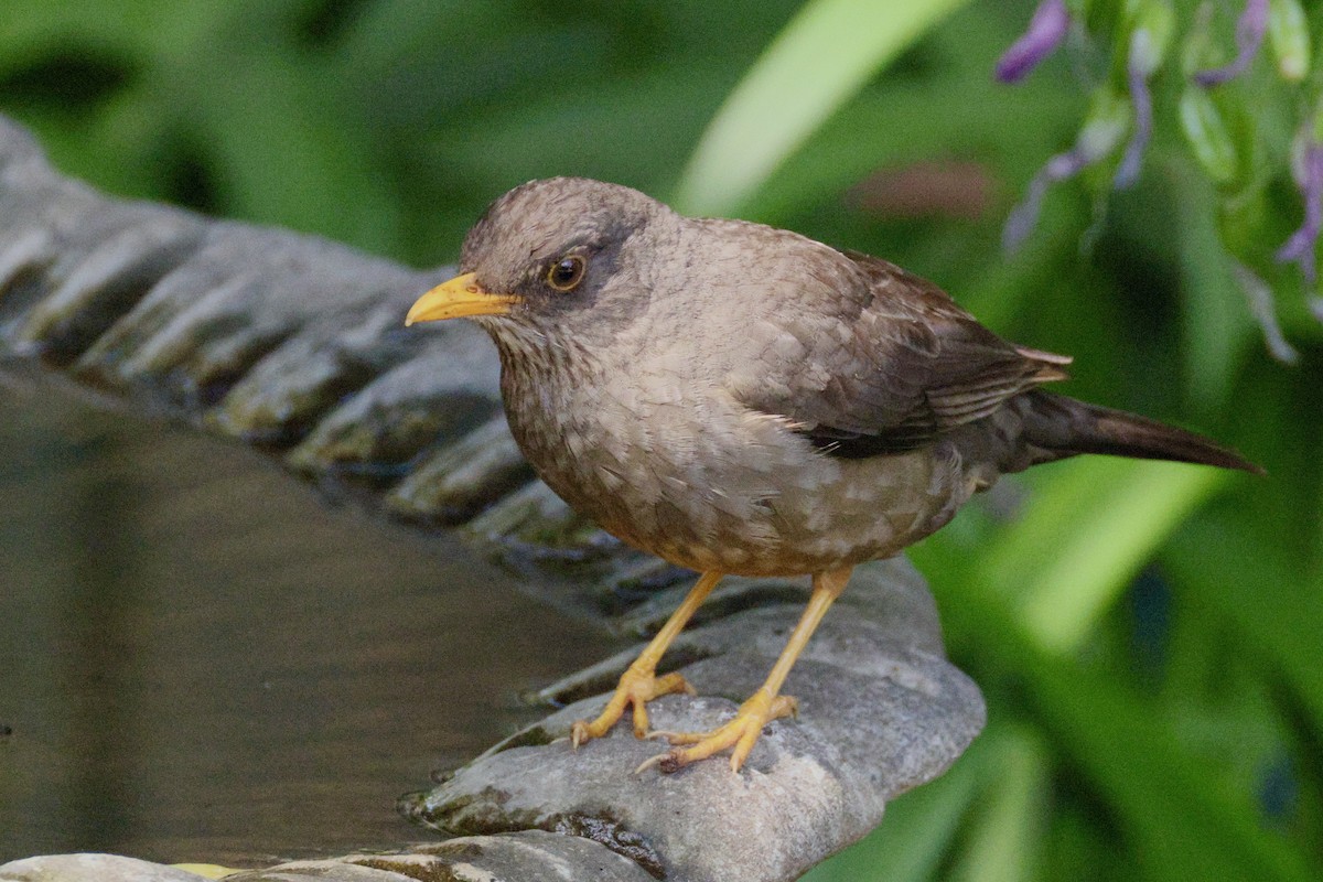 Karoo Thrush - ML647035512