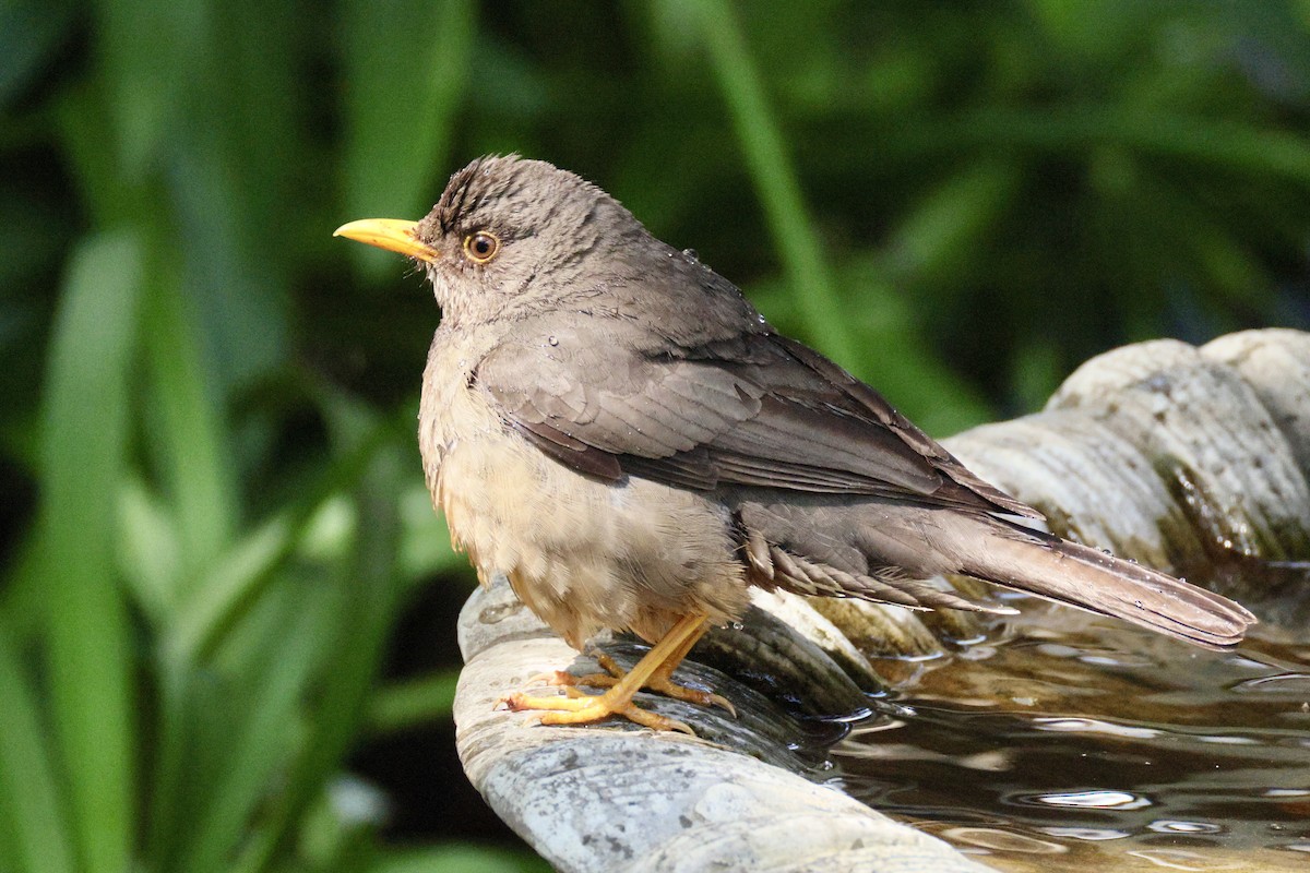 Karoo Thrush - ML647035513