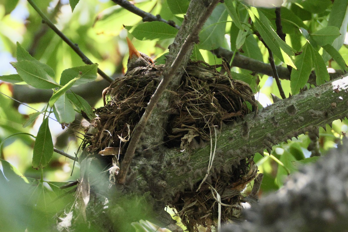 Karoo Thrush - ML647035514