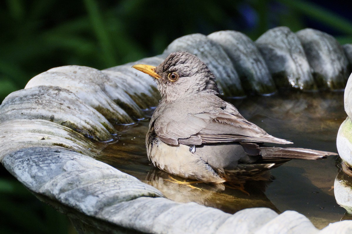 Karoo Thrush - ML647035515
