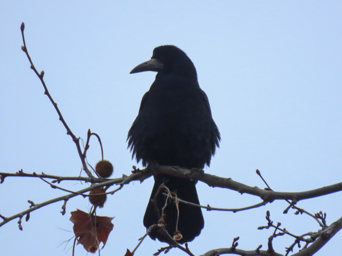 Ekin Kargası - ML647035520