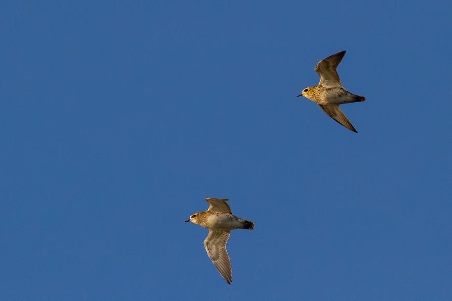 Сивка звичайна - ML647035522