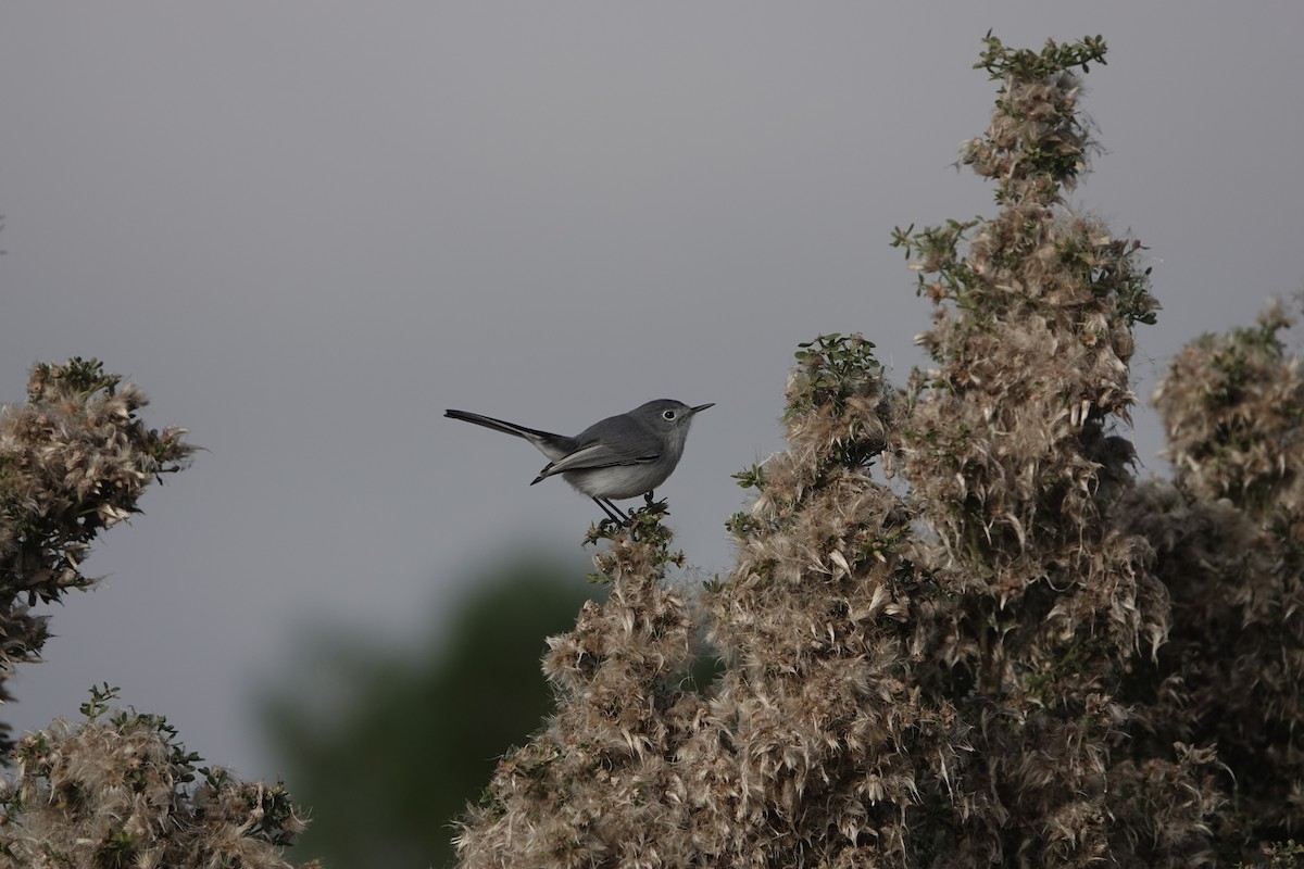 Blue-gray Gnatcatcher - ML647035535