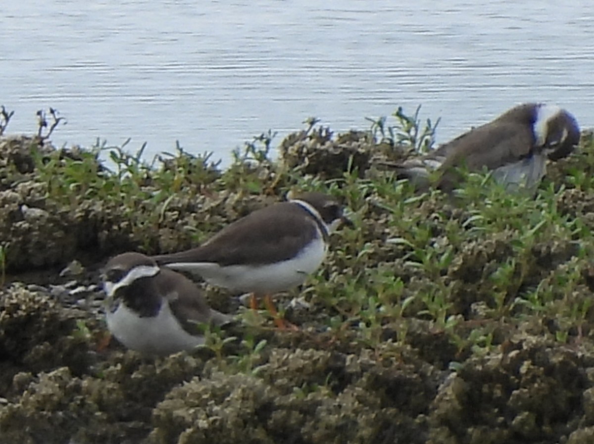 Semipalmated Plover - ML647035543