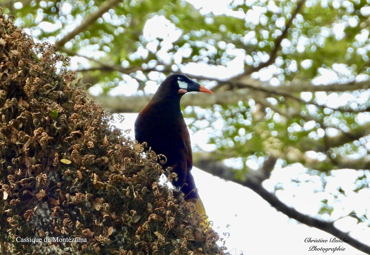 Montezuma Oropendola - ML647035576