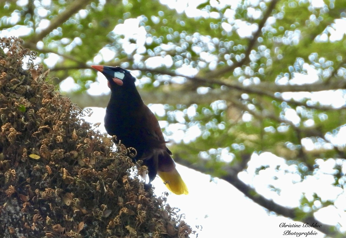 Montezuma Oropendola - ML647035577