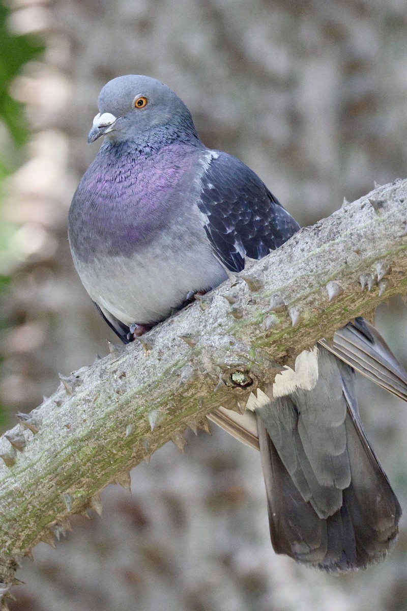 Rock Pigeon (Feral Pigeon) - ML647035597