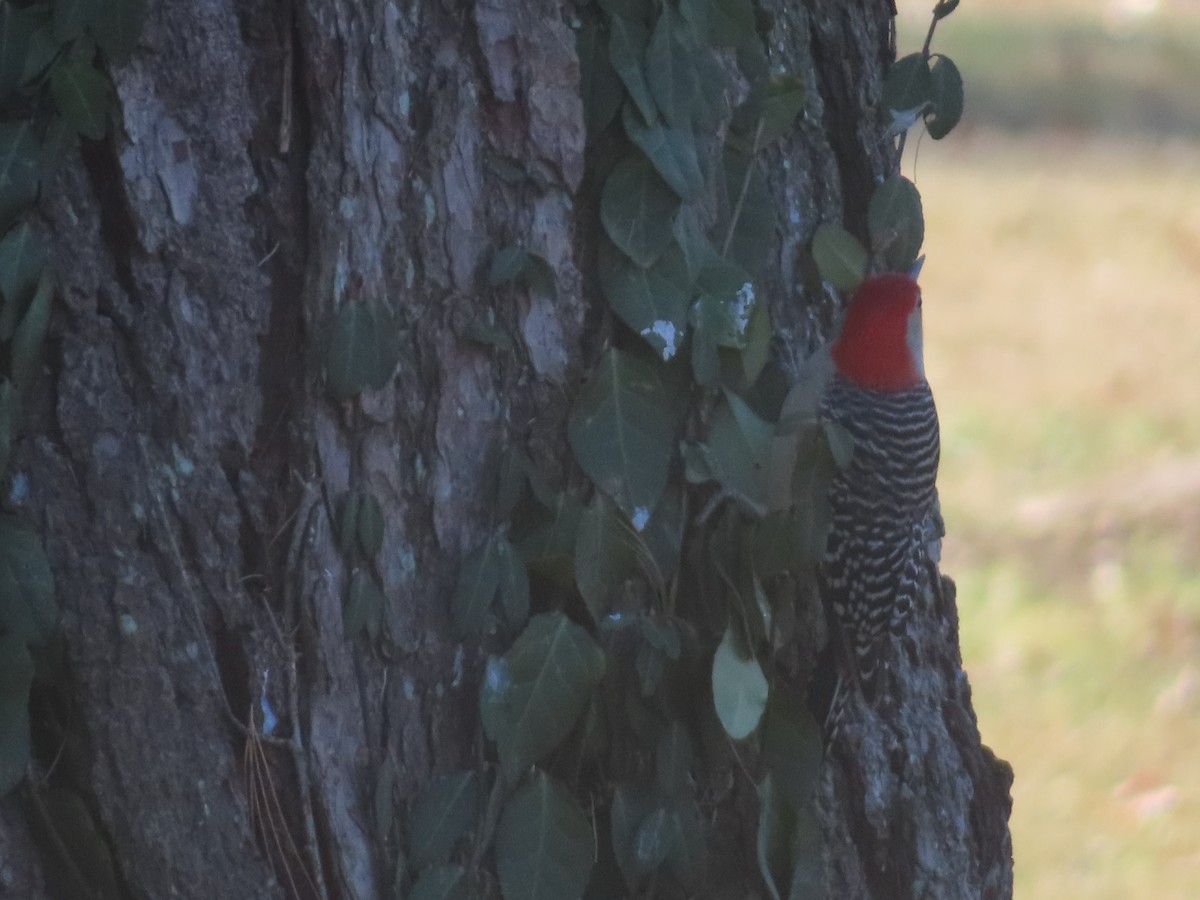 シマセゲラ - ML647035610