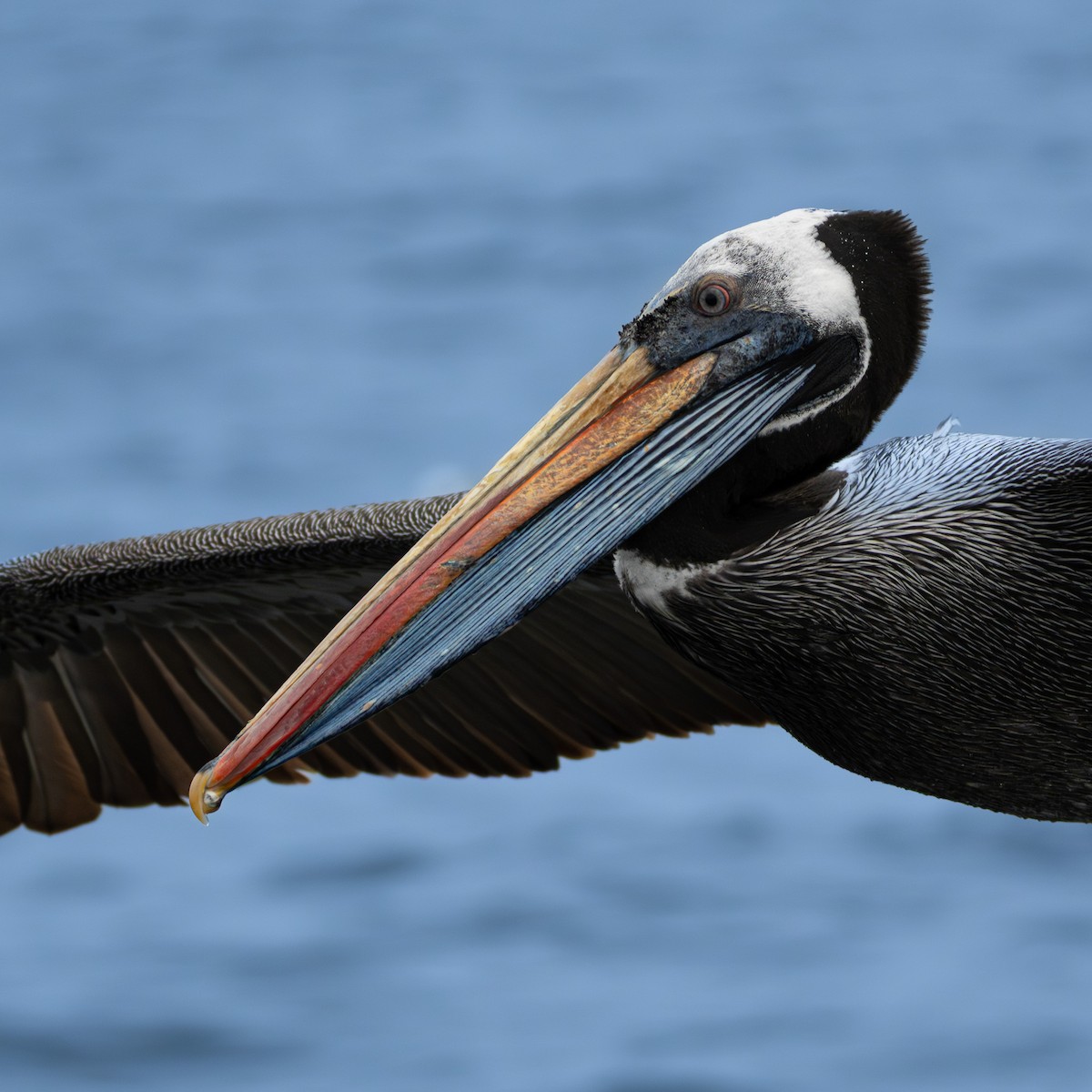 Peruvian Pelican - ML647035631