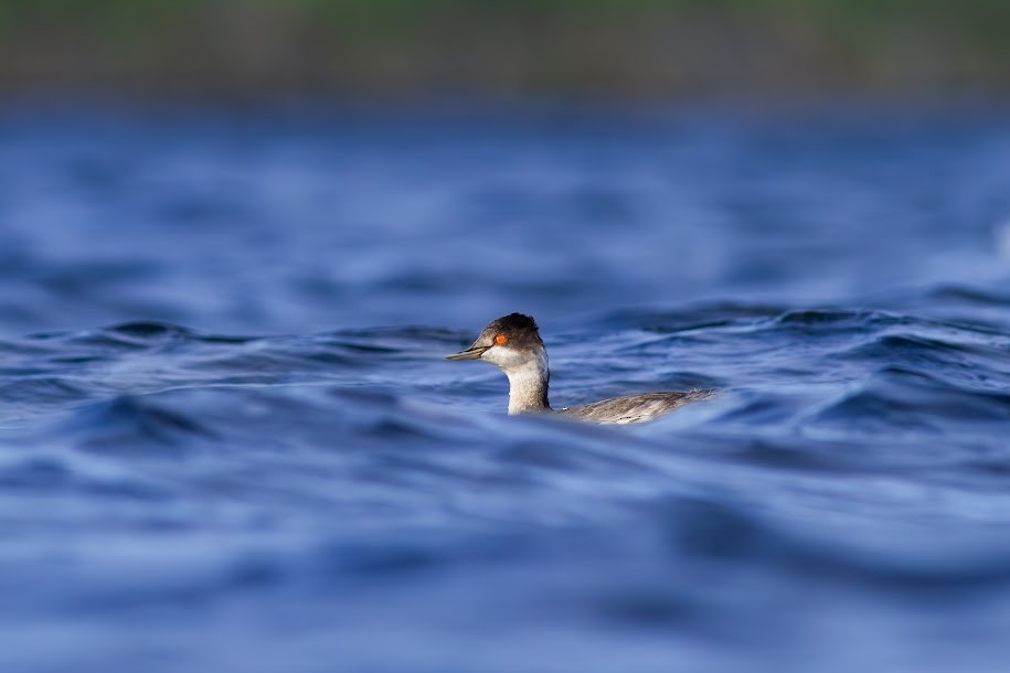 Eared Grebe - ML647035634