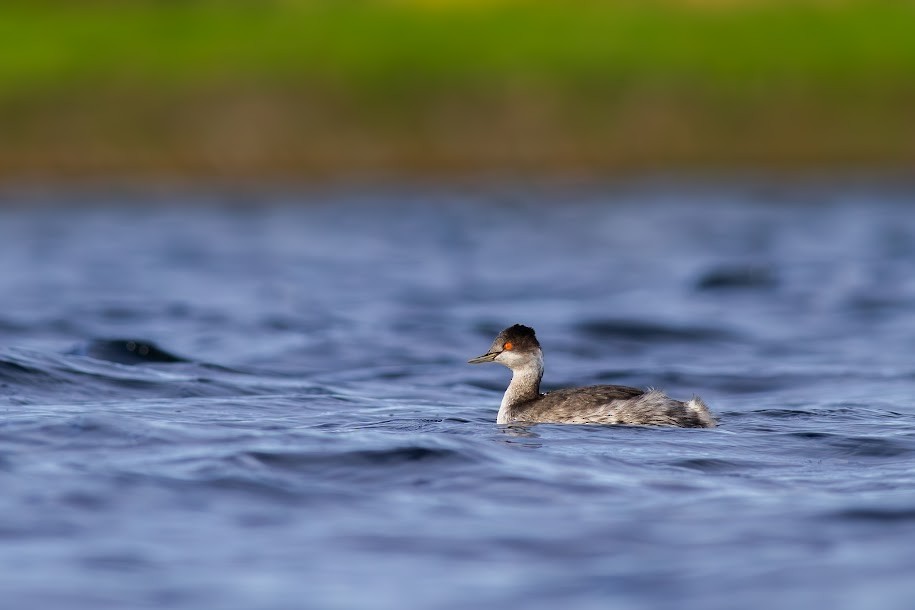 Eared Grebe - ML647035635