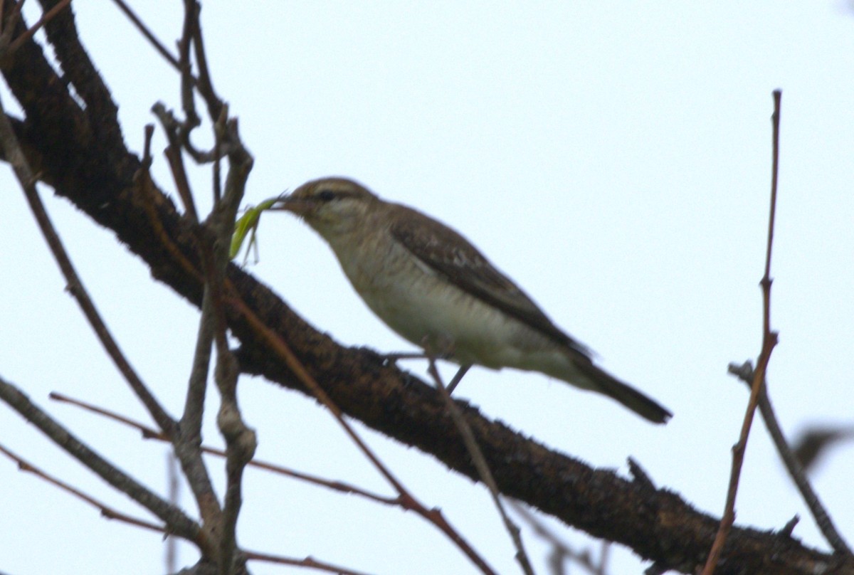 ミイロサンショウクイ - ML647035638