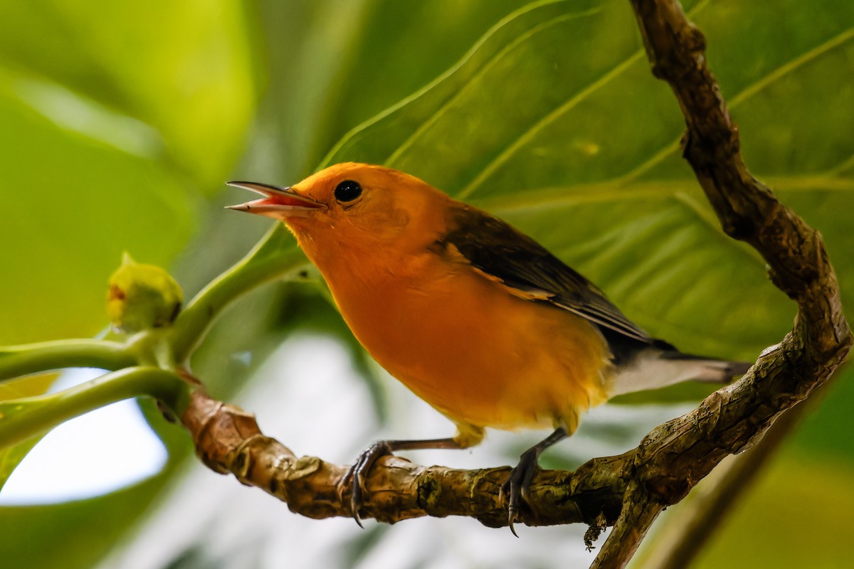 Prothonotary Warbler - ML647035640